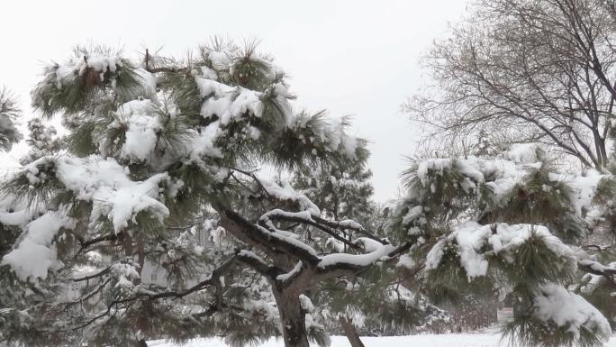 松树上春雪融化
