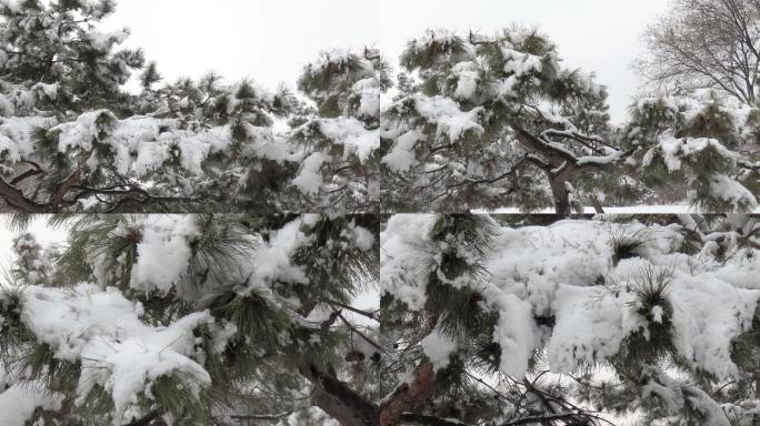 松树上春雪融化