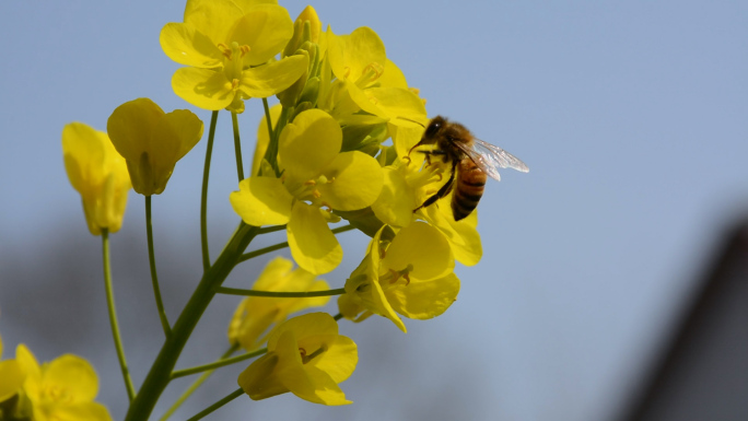 油菜花杏花蜜蜂采蜜