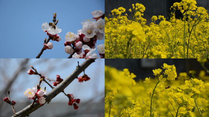 油菜花杏花蜜蜂采蜜