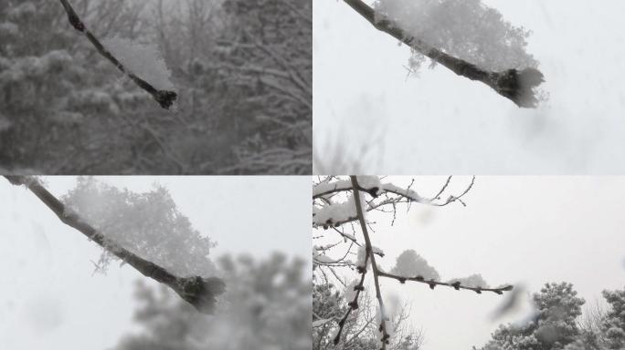 积聚在枝芽上的雪花