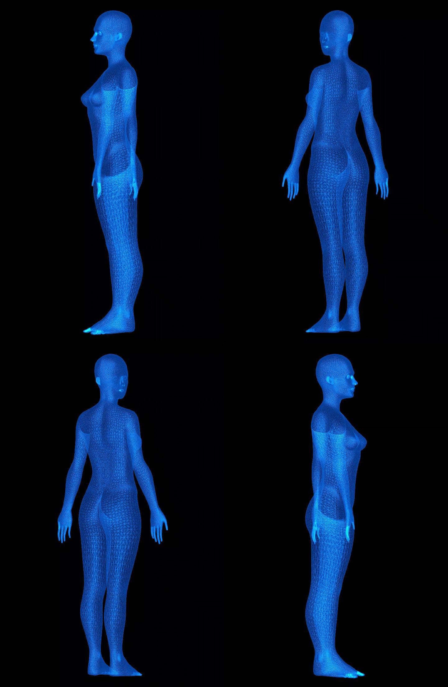 三维 模型 旋转 立体 身体 人体 游戏 女生 线框画质检查举报作品下载