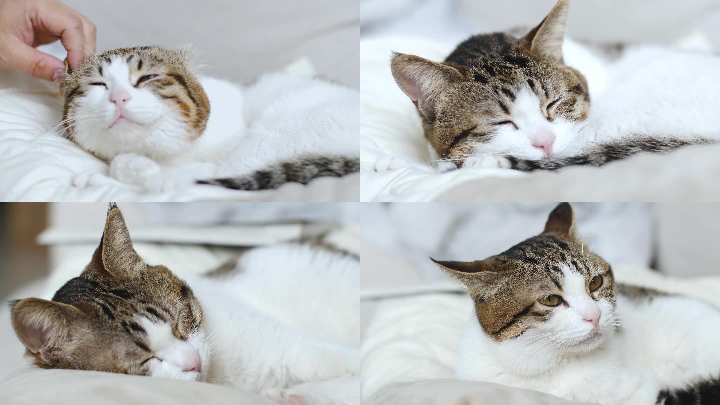 猫咪睡觉合集4k视频素材