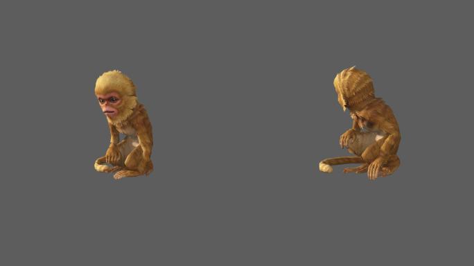 小猴子——2K无损免扣动态素材