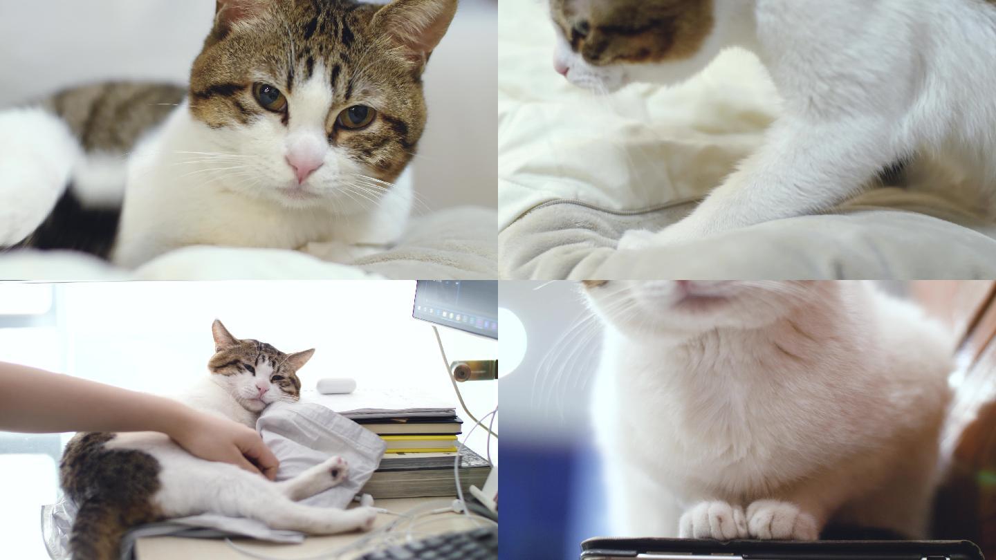 猫咪睡觉犯困合集4k视频素材