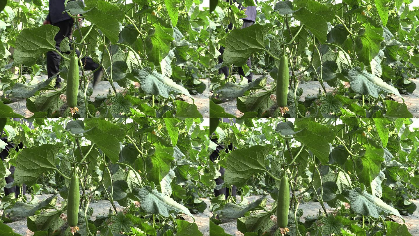 视频观看在线丝瓜免费_丝瓜视频免费在线观看_视频观看在线丝瓜免费下载