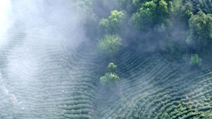 航拍茶山云海