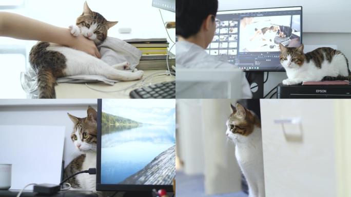 工作室办公室逗猫玩耍合集4k视频素材