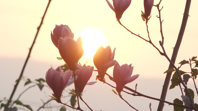 春暖花开玉兰花