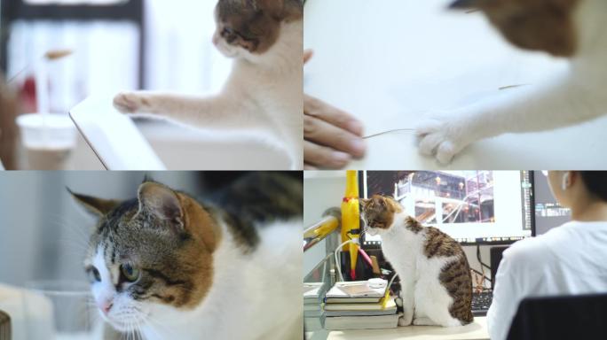 办公室养猫逗猫玩耍合集4k视频素材