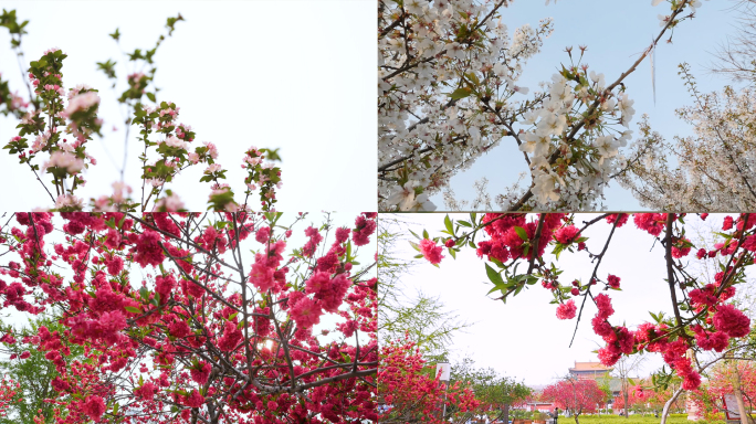 唯美樱花红花桃花春天的花迎春花