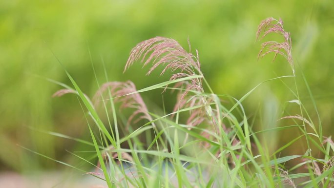 小清新芦苇实拍