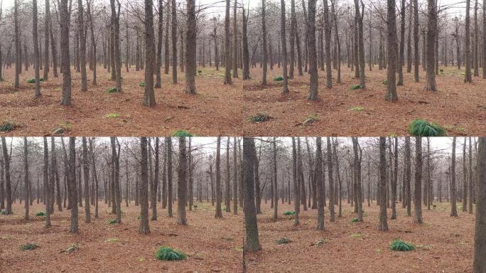 4K原素材-航拍冬日落叶的杉树林