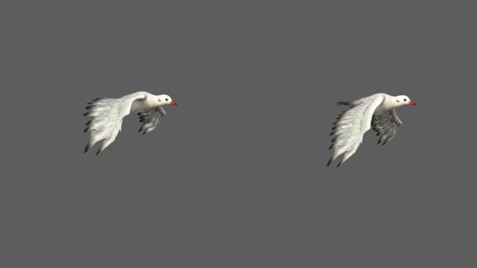 白色的鸟——2K无损免扣动态素材