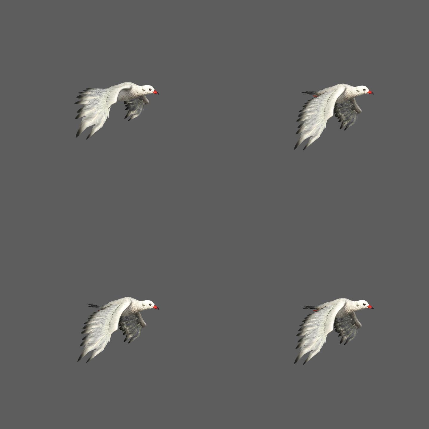 白色的鸟——2K无损免扣动态素材