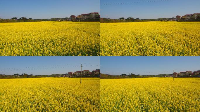 高清航拍油菜花油菜地