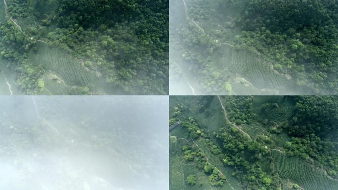 航拍茶山云海