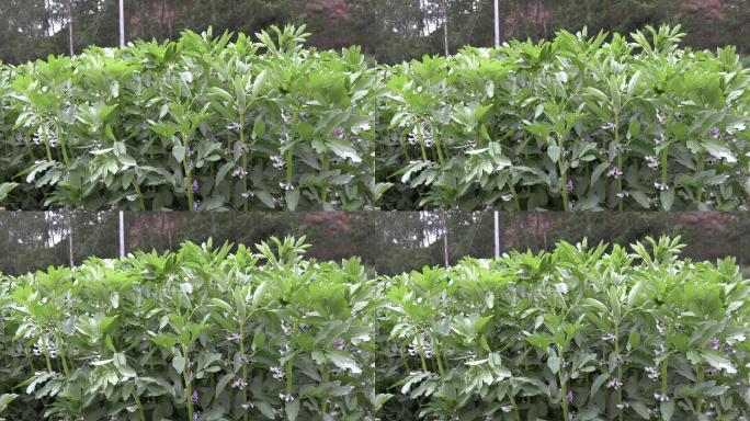 大豆花蔬菜养殖大棚绿色天然