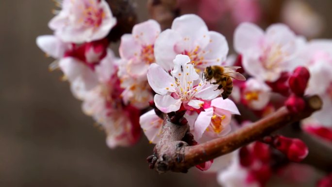 实拍蜜蜂采花蜜