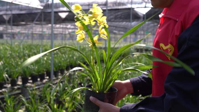 乡村振兴兰花种植专家指导实拍