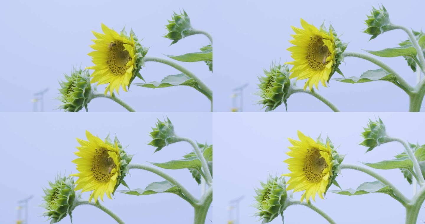 4K蜜蜂向日葵采蜜高清视频
