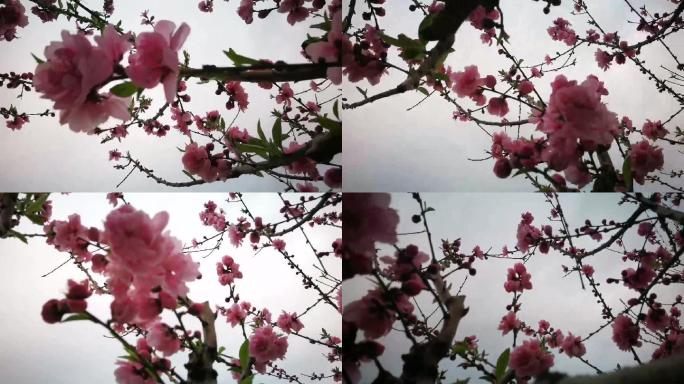 逆光超唯美海棠花盛开实拍视频素材