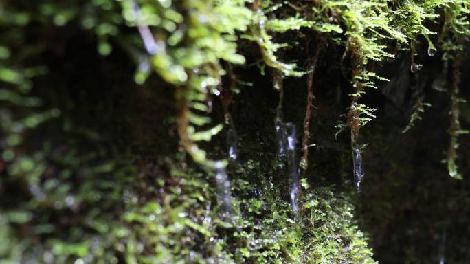 青苔滴水