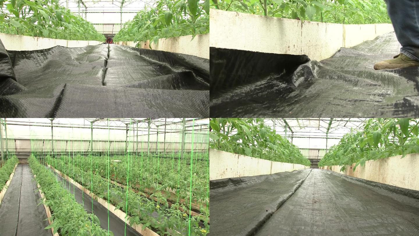 无土栽培番茄花期覆地膜