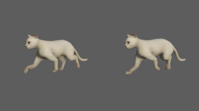 白猫——2K无损免扣动态素材