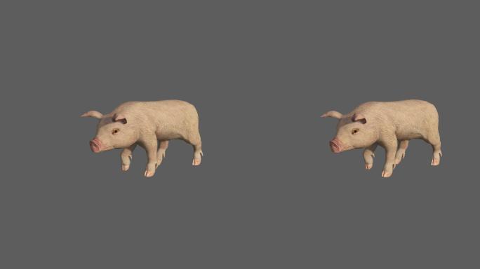 小猪——2K无损免扣动态素材