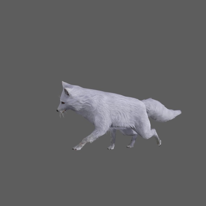 白狐——2K无损免扣动态素材