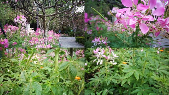 福州西湖路边花粉色花花坛春天花