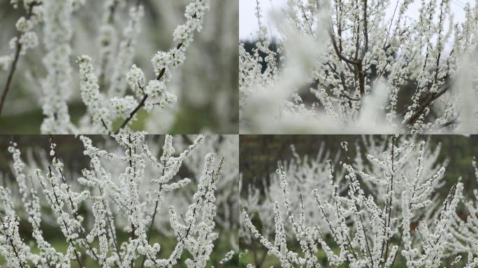 李花定焦实拍