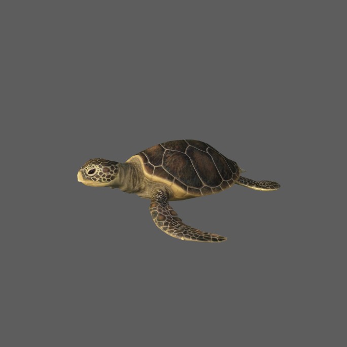 海龟——2K无损免扣动态素材