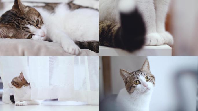 可爱萌猫表情动作合集4k视频素材