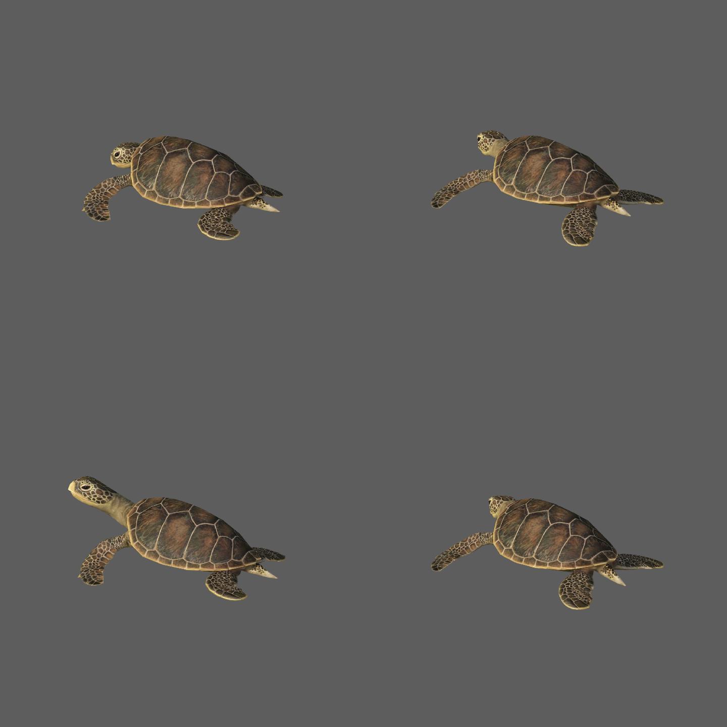 海龟——2K无损免扣动态素材