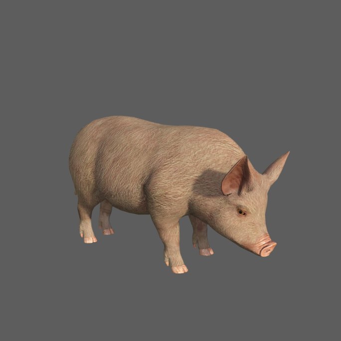 猪——2K无损免扣动态素材