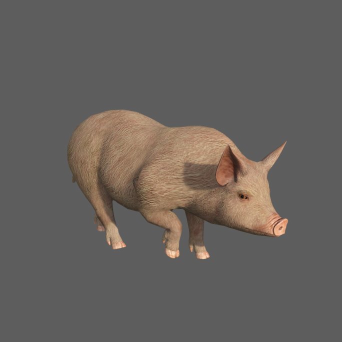 猪——2K无损免扣动态素材