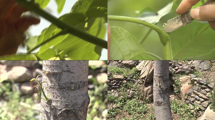 核桃抹芽核桃树形