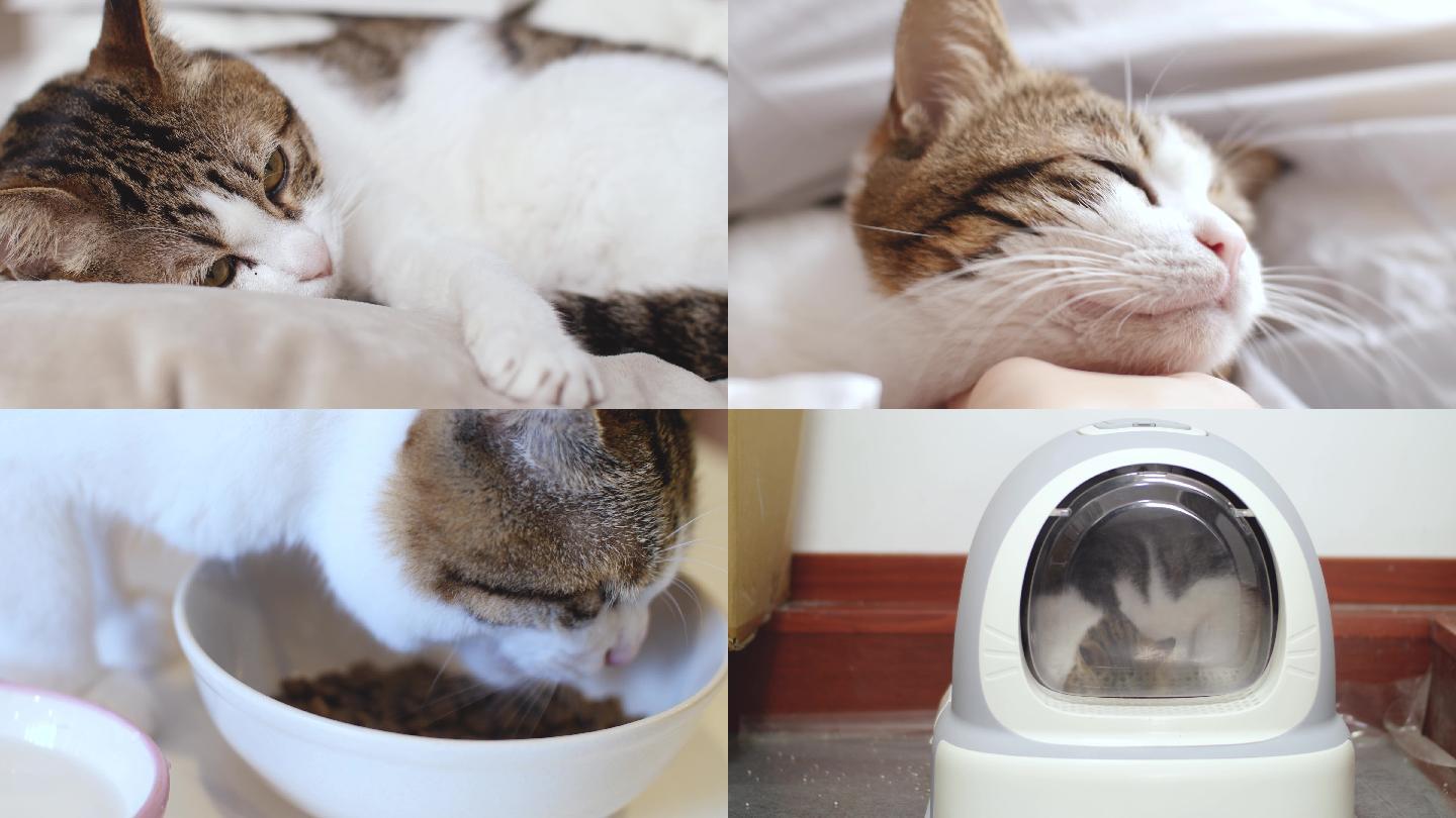 猫咪吃喝拉撒生活合集4k视频素材