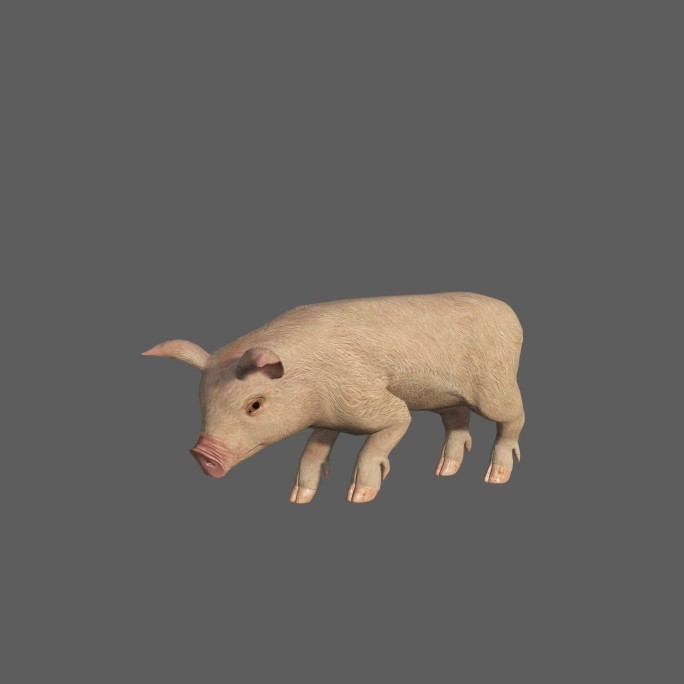 小猪——2K无损免扣动态素材