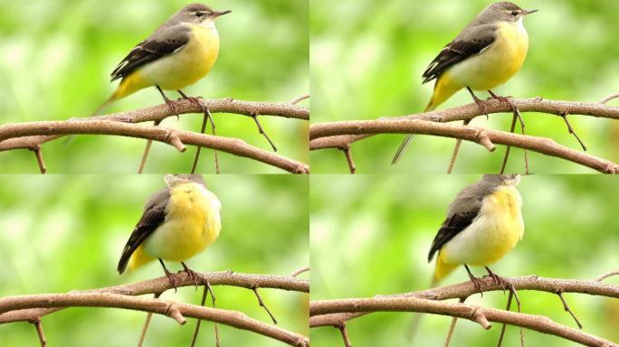 黄色的漂亮小鸟灰鹡鸰