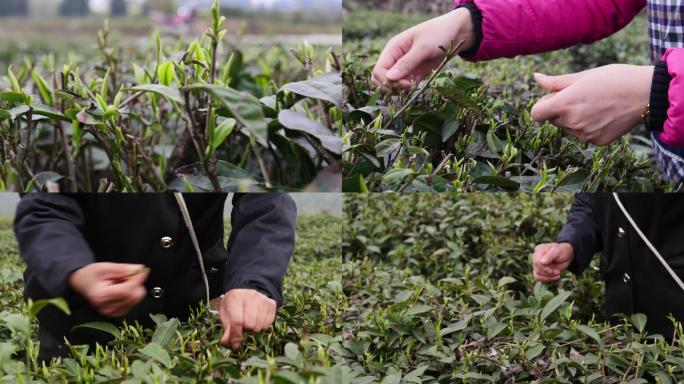 茶叶茶农采茶摘茶绿茶