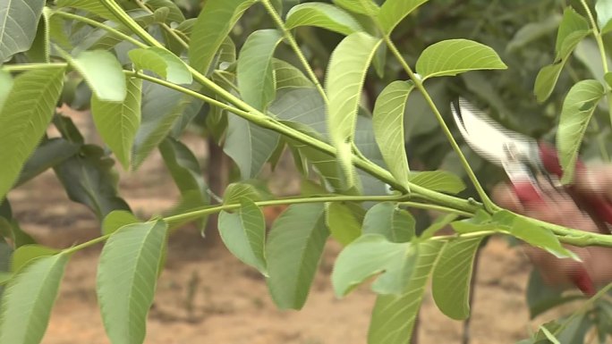 核桃剪砧时抹芽接芽接穗去复叶