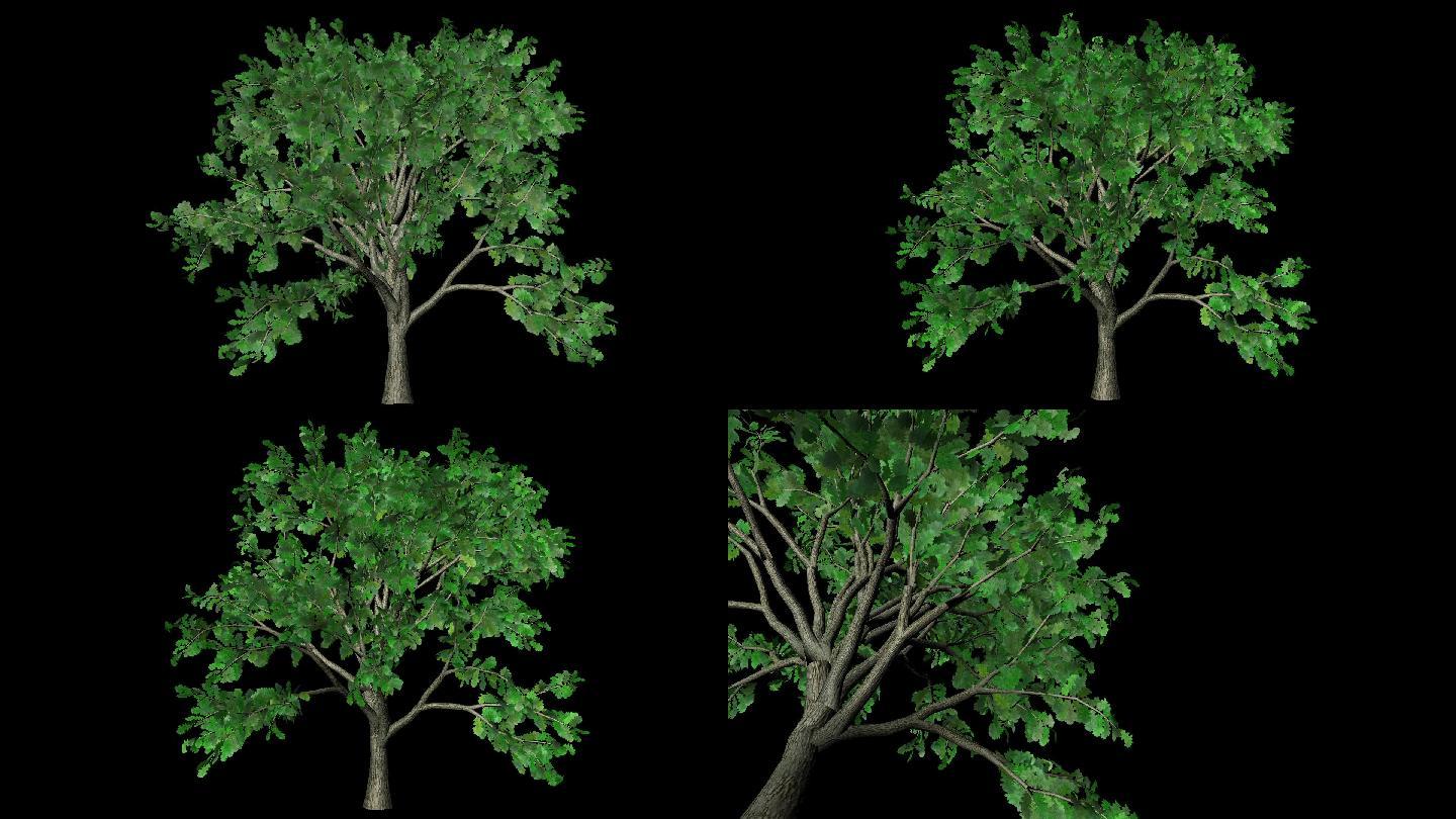 三款风吹动态树木透明动画素材2K