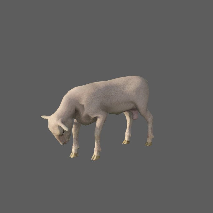 小羊——2K无损免扣动态素材