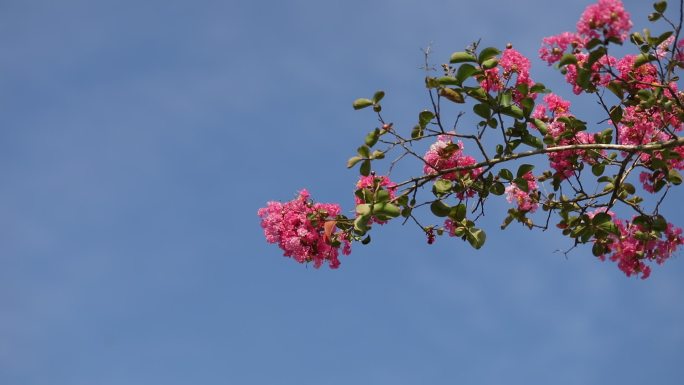 花枝-蓝天-特写