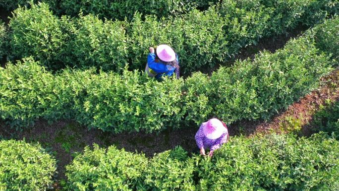 茶山采茶航拍