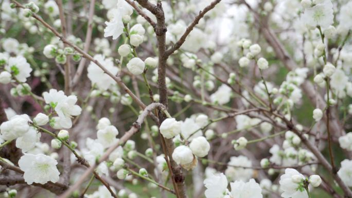 白色桃花、白花山碧桃