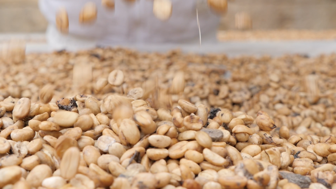 麝香猫采食咖啡豆